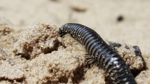 La mayoría de los largos y negros ciempiés se arrastran