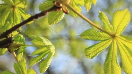 Flower Spring Blossoming Chestnut Tree Flowers