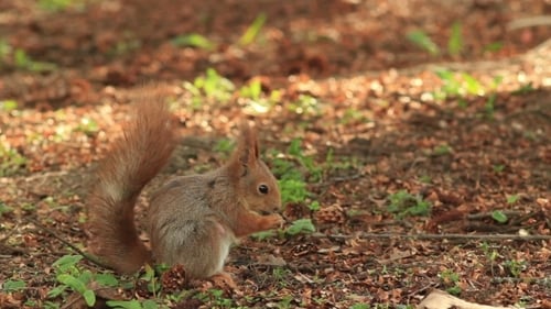 Squirrel Eating in a Forest in the Daytime