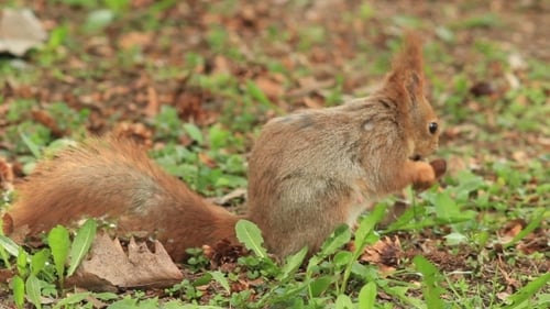 Squirrel, Autumn, Acorn And Dry Leaves