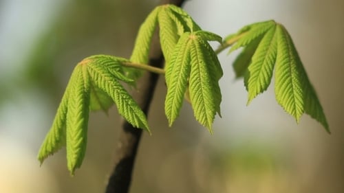 Flower Spring Blossoming Chestnut Tree Flowers