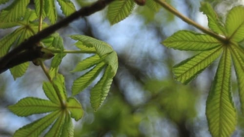 Blume Frühling Blühende Kastanienbaumblumen