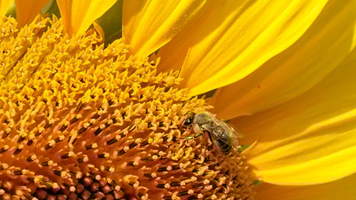 Bee Collects Pollen on Bright Yellow Sunflower