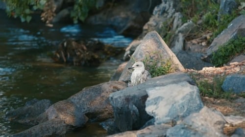 Gull Chick sitzt auf den Felsen in der Nähe des Flusses