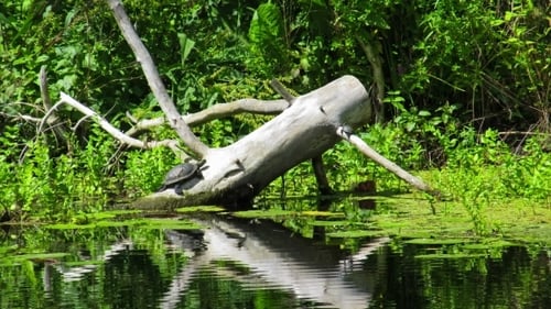 Zwei Schildkröten sitzen auf einem Baumstamm im Fluss