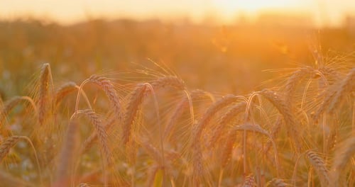Wheat Field Ears of Wheat Swaying in Slow Motion Gentle Wind Closeup