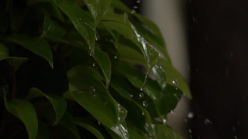 Rain Falling on Lush Green Plant Leaves
