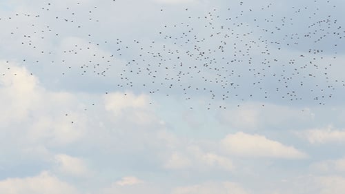 Large Flock of Birds Flies Across Cloudy Sky