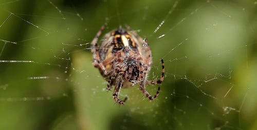 Spider on Web in Forest