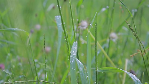 Gras mit Tau