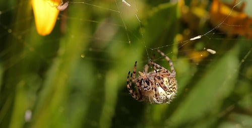 Spider Suspended in Web Among Vibrant Greenery