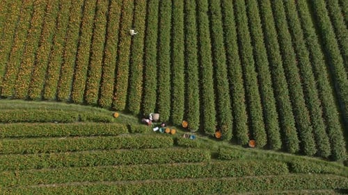 Menschen, die auf einem gelben Blumenfeld in Bali, Indonesien arbeiten.