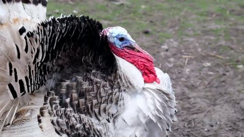 A White Male Turkey with a Bright Blue Head on the Dirt Background