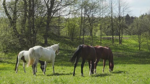Pferde grasen auf einer grünen Wiese