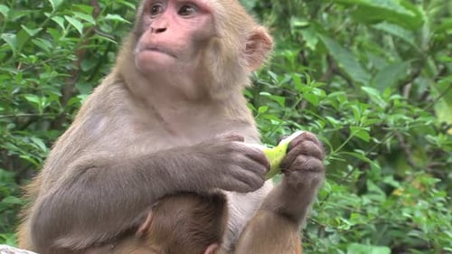 Monkey and Baby Eating Fruit in Jungle