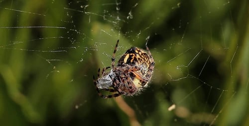 Alimentation Araignée