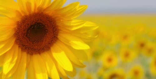 Yellow Sunflower Field on a Sunny Day