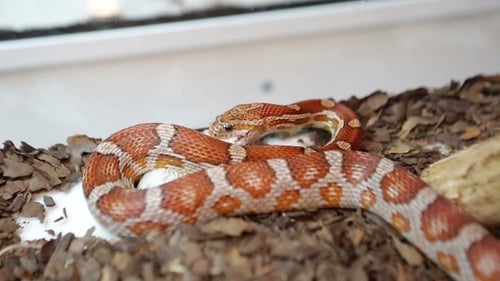 Snake Being Fed With a Mouse In Terrarium
