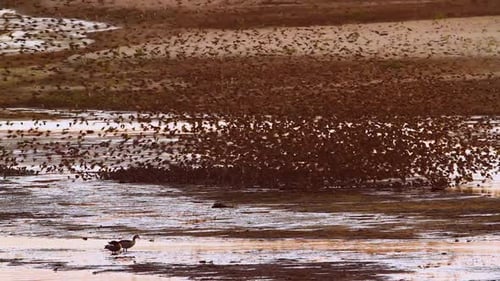Red-billed Quelea in Kruger National park, South Africa