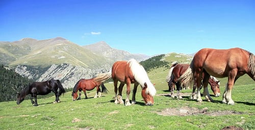 Caballos comiendo hierba en alta montaña