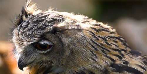 Eagle-Owl
