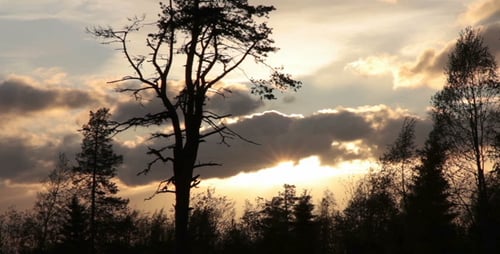 Serene Trees Silhouetted Against the Colorful Sunset Sky