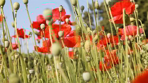 Field of Red Poppies in the Countryside