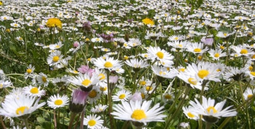 Daisy Meadow
