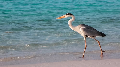 Grey Heron On The Beach