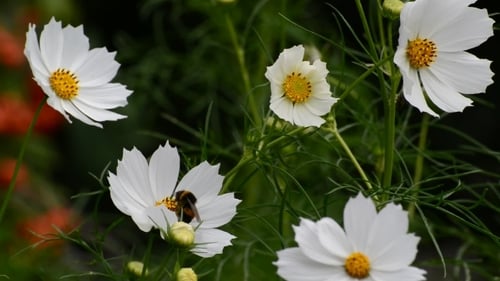 White Cosmos Flowers In Garden