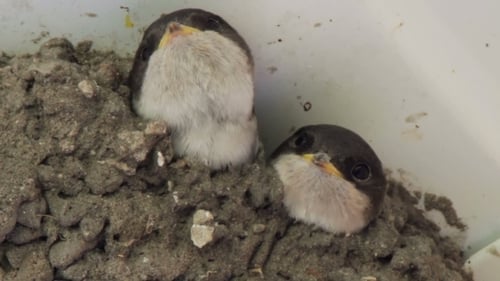 Two Cute Baby Birds in Mud Nest Close-up