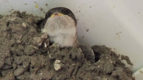 Baby Bird Nestled Peacefully in Mud Nest