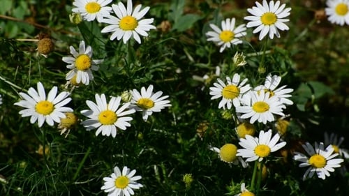Blossoming Field Daisy On Meadow In Summer Day