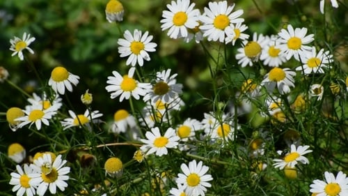 Blossoming Field Daisy On Meadow In Summer Day