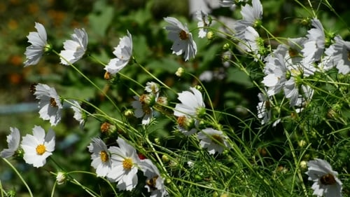 White Cosmos Flowers In Garden