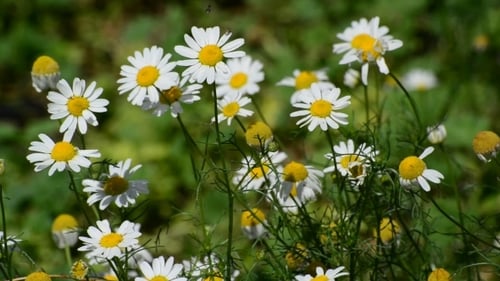 Marguerite des champs en fleurs sur le pré en journée d'été