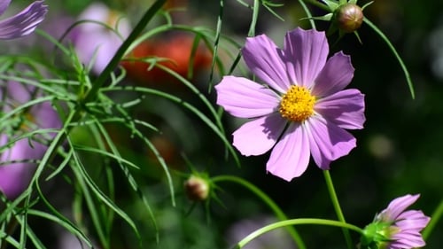 Bumblebee Lands on a Purple Cosmos Flower