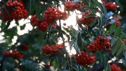 Rowan Berries au coucher du soleil d'été