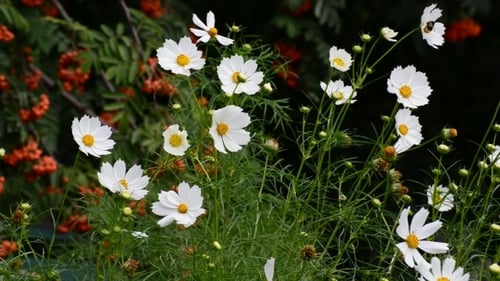 White Cosmos Flowers In Garden