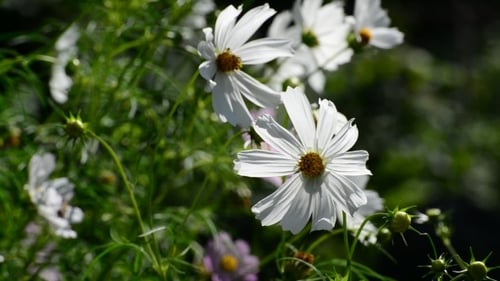 White Cosmos Flowers In Garden