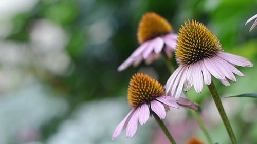 Wind Shakes Coneflower In The Garden 3