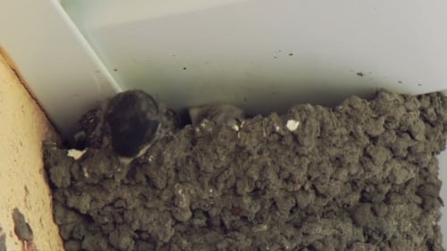 Two Baby Birds Sitting in Mud Nest