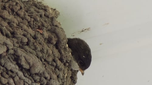 Small Bird Peeks Out of Mud Nest
