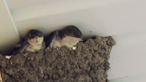 Baby Birds in Mud Nest Close-Up