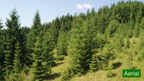 Aerial View of Green Pine Forest