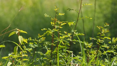 Naturbaum im Wald