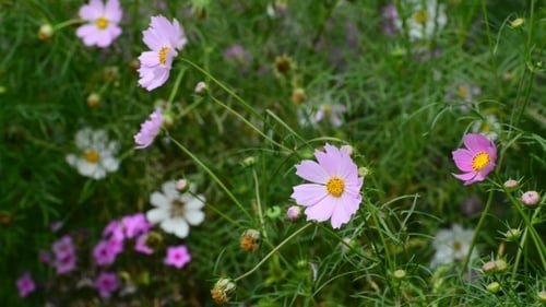 Cosmos Flowers In Garden