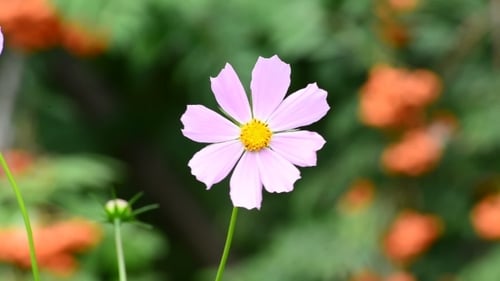 Cosmos Flowers In Garden