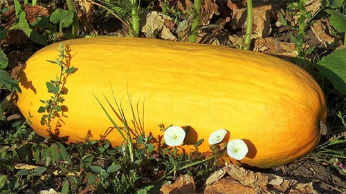 Grosses courgettes jaunes