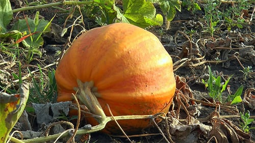 Abóbora laranja redonda